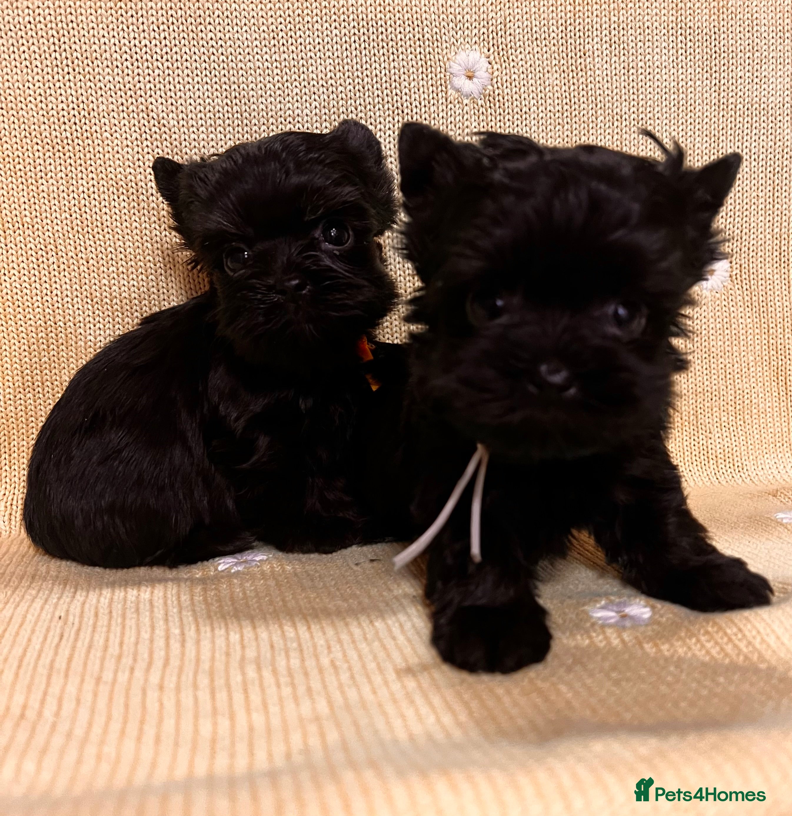 Yorkshire Terrier dogs ❀ Miniature Yorkshire Terriers – 4 Girls  ❀ - Advert 1