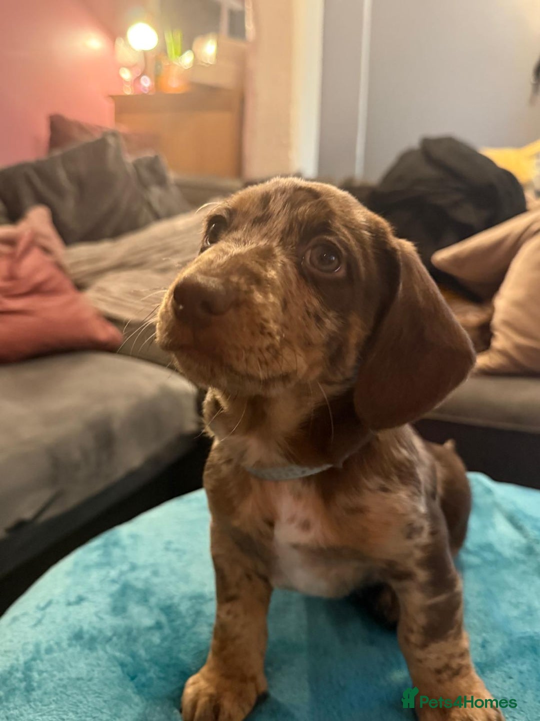 Mixed Breed dogs for sale: Doxie puppies  - Advert 3