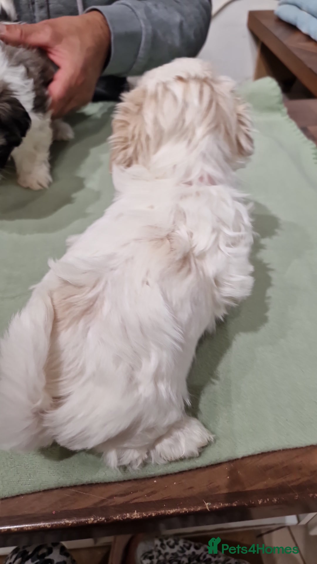 Shih Tzu dogs for sale:  2 lovely girls Shih Tzu Puppies!  - Advert 3