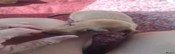 Dachshund dogs for sale: Gorgeous miniature daschunds  - Advert 8