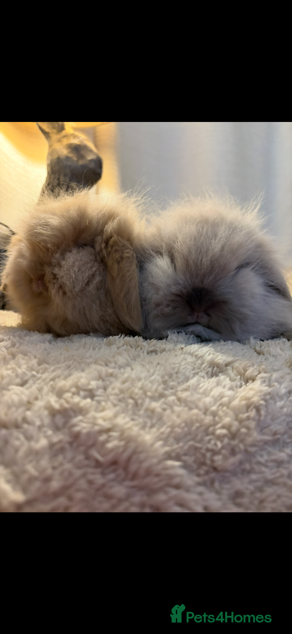 Mini Lion Lop rabbits for sale: Fluffy double mane mini lion lop bunny rabbits - Advert 11