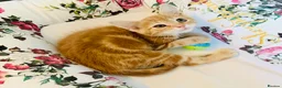 Mixed Breed cats for sale: ** Glamorous Ginger Girl ** Bengal Cross ** - Advert 11