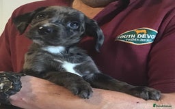 Cockerdor dogs for sale: Superb Quality Cockador Puppies, SHROPSHIRE  - Image 30