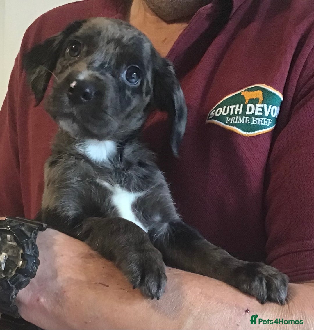 Cockerdor dogs for sale: Superb Quality Cockador Puppies, SHROPSHIRE  - Image 30