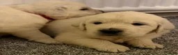 Golden Retriever dogs for sale: Super fluffy cream pups in Newark - Advert 25