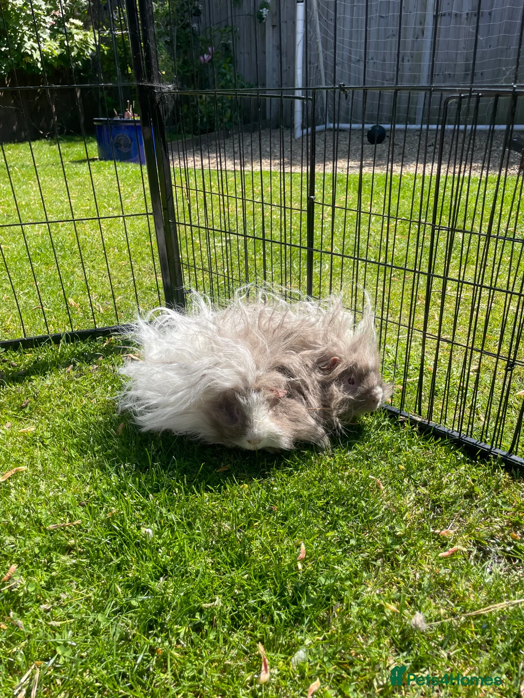 Guinea Pig rodents for sale: Adorable Lunkarya Guinea Pigs  in Bournemouth - Advert 2
