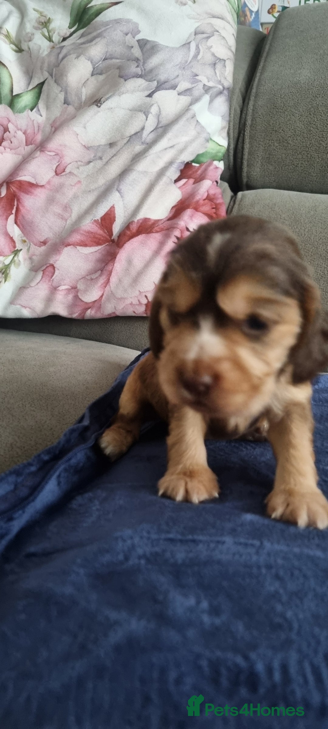 Cocker Spaniel dogs for sale: Charming English Show Cocker Spaniel Puppies  - Advert 19