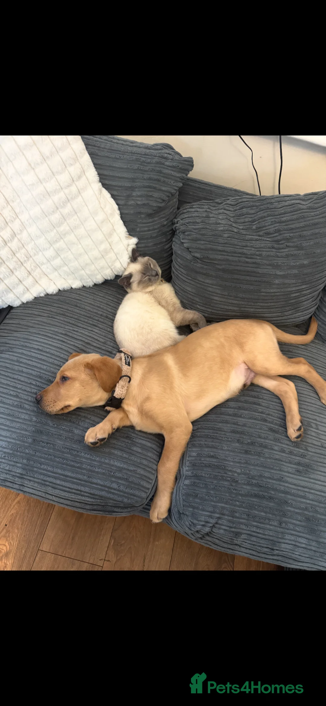 British Shorthair cats for sale: Enzo - Blue point British short hair MALE  in Brighouse - Advert 5