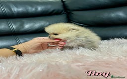 Pomeranian dogs for sale: 🔥Very Tiny🧸 Top Quality  - Image 21