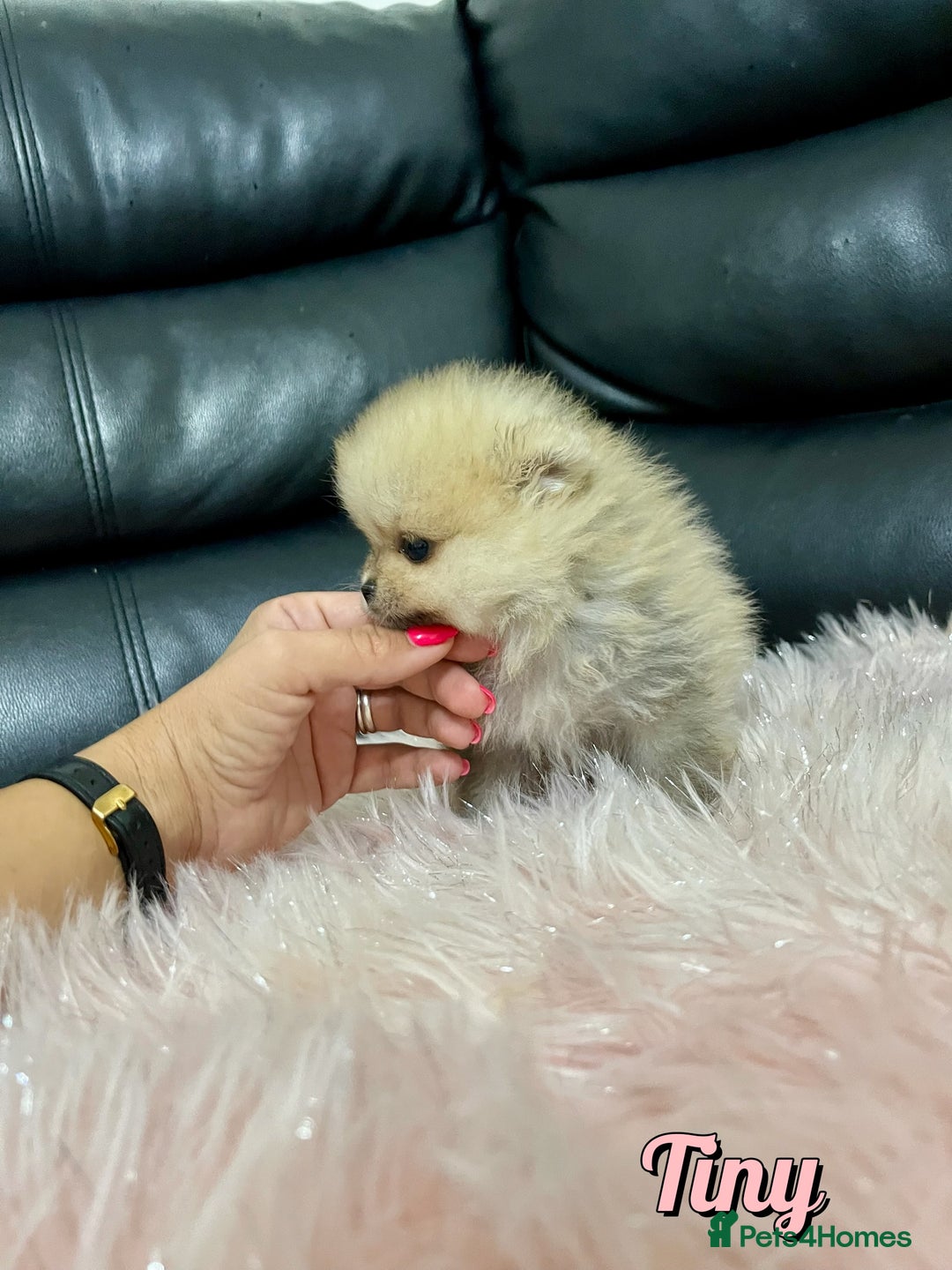 Pomeranian dogs for sale: 🔥Very Tiny🧸 Top Quality  - Image 21