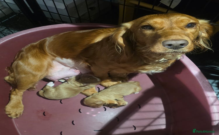 Cocker Spaniel dogs Working Cocker Spaniel  - Advert 1