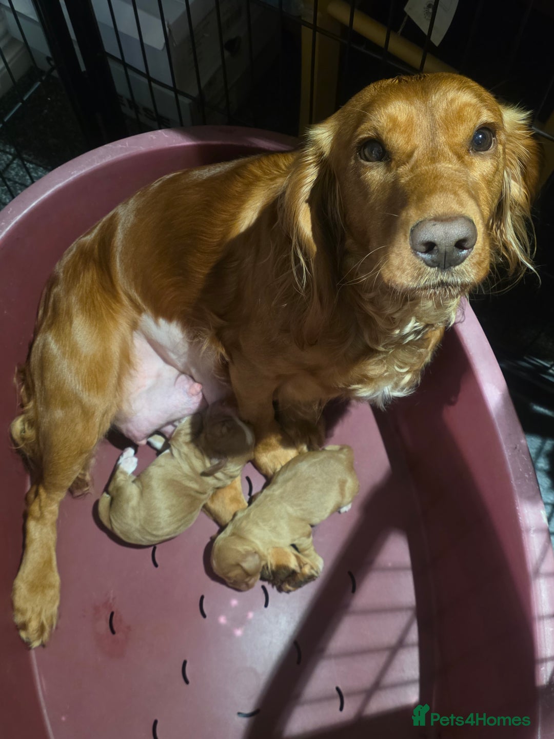 Cocker Spaniel dogs for sale: Working Cocker Spaniel  - Advert 2