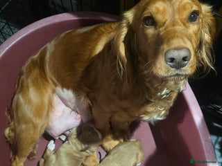 Cocker Spaniel dogs Working Cocker Spaniel - Advert 1