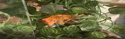 Gecko reptiles for sale: Crested Gecko and full bio tank 10 months old - Advert 4