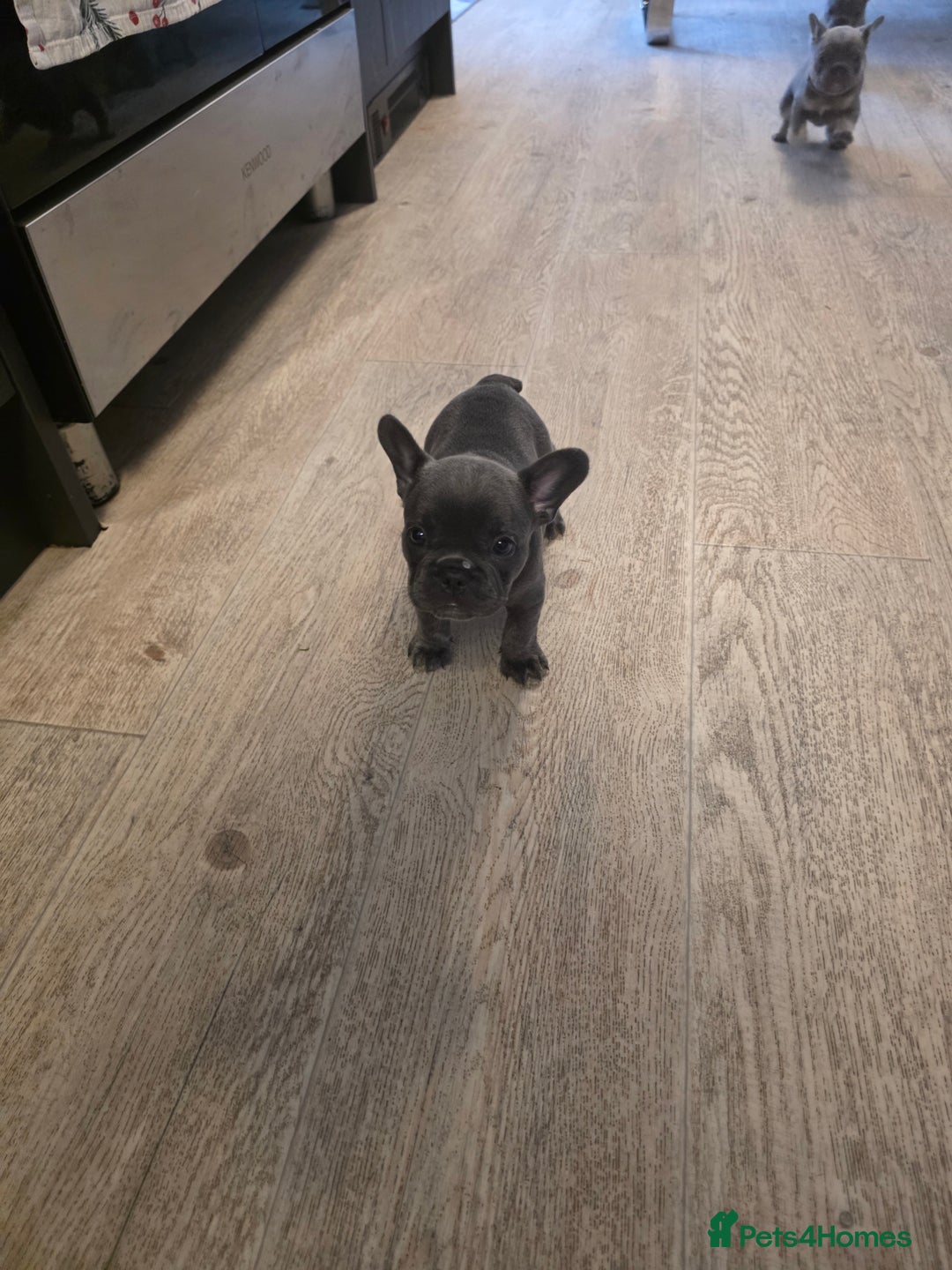 French Bulldog dogs for sale: Meet Your New Best Friend - French Bulldog Puppy - Image 2