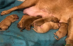 Dogue De Bordeaux dogs for sale: Dogue de Bordeaux pups - Image 12