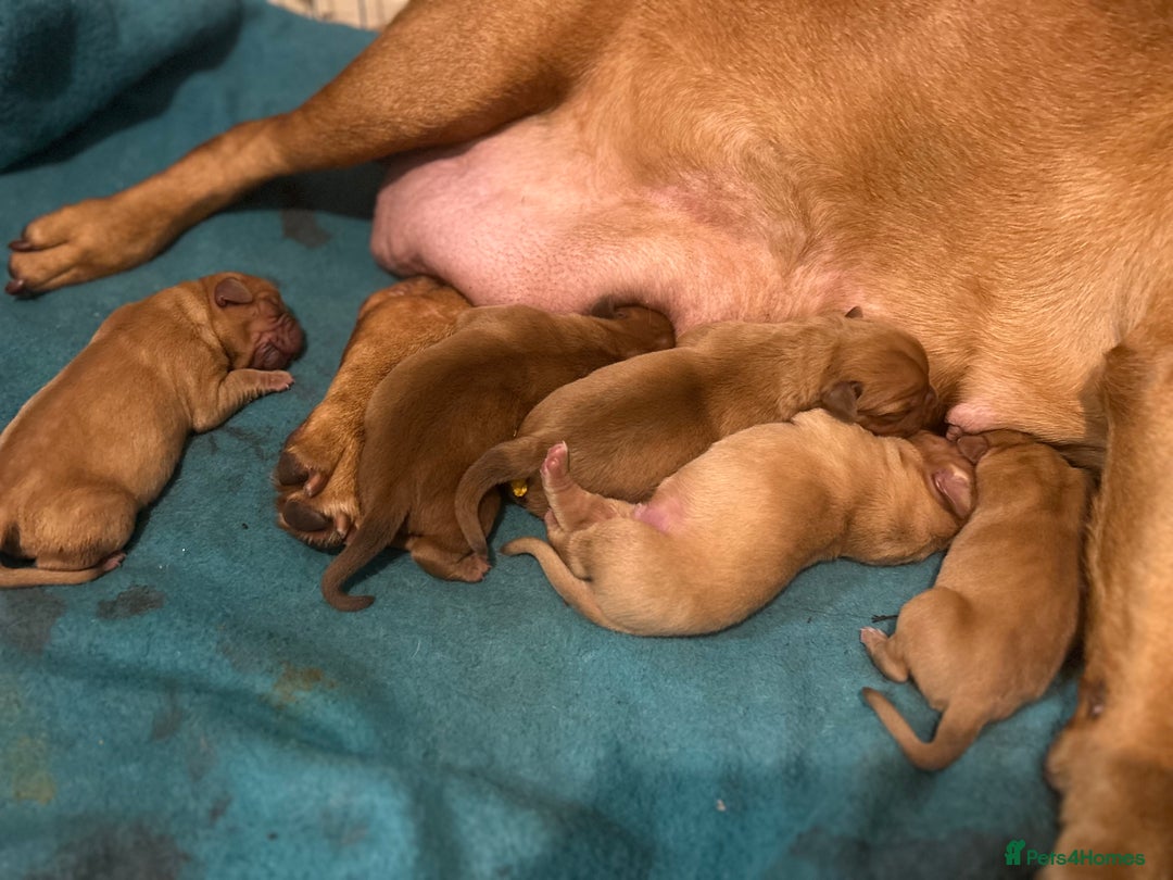 Dogue De Bordeaux dogs for sale: Dogue de Bordeaux pups - Image 12