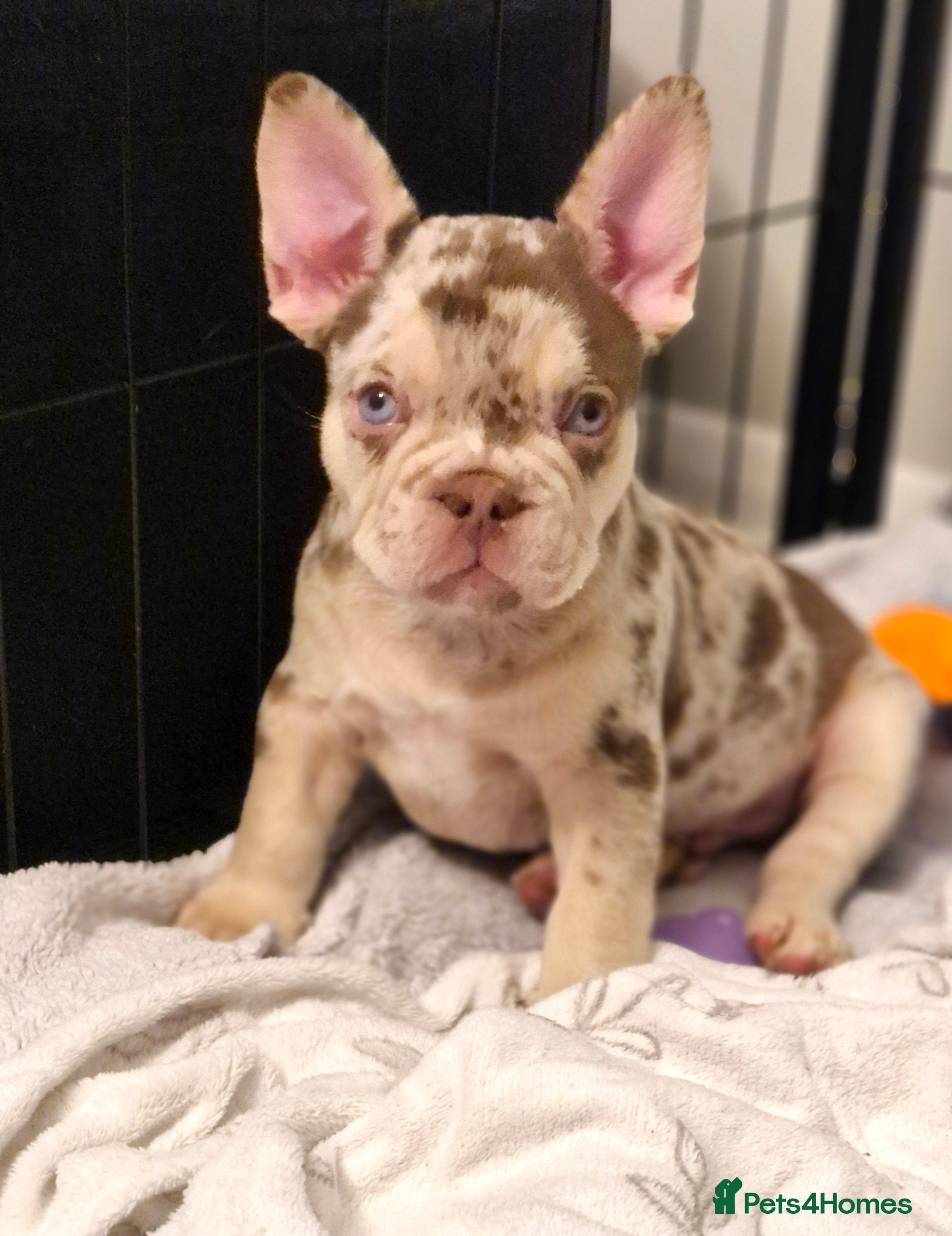 French Bulldog dogs Stunning last puppy available £1500 - Advert 5