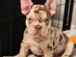 French Bulldog dogs Stunning last puppy available £1500 - Advert 5