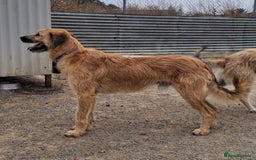 Mixed Breed dogs for adoption: Urgent 🚨 Can you please offer me a home 🏡  - Advert 11