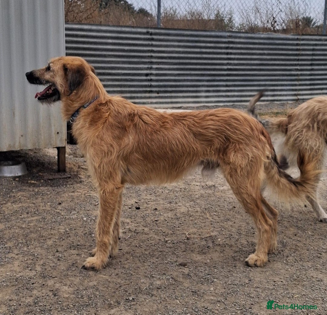 Mixed Breed dogs for adoption: Urgent 🚨 Can you please offer me a home 🏡  - Advert 11