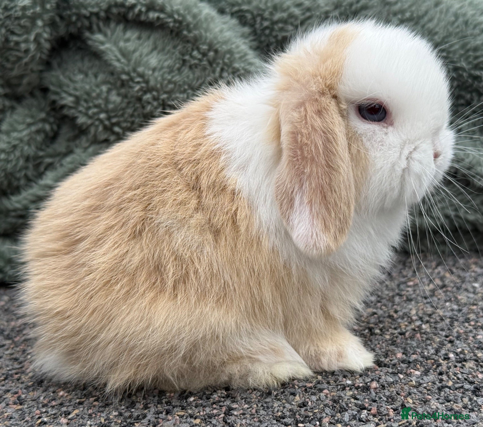 Mini Lop rabbits Mini lop boys and girls  - Advert 10