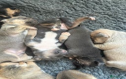 Mixed Breed dogs for sale: French billhuahua - Image 11