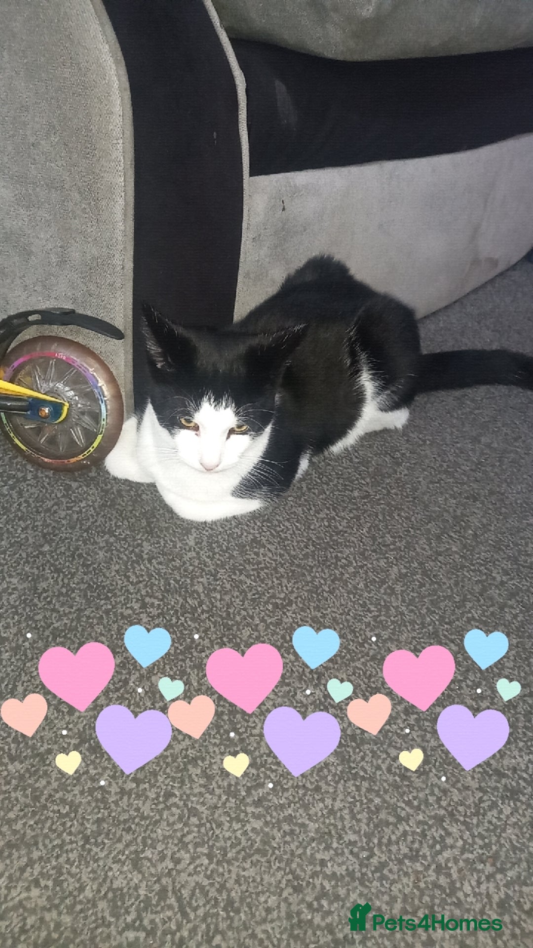 Mixed Breed cats for sale: 6month old Male black and White Kitten - Image 2