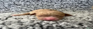 Cavapoochon 3