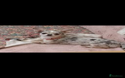 Chihuahua dogs for sale: Tiny Chihuahua puppies - Image 6