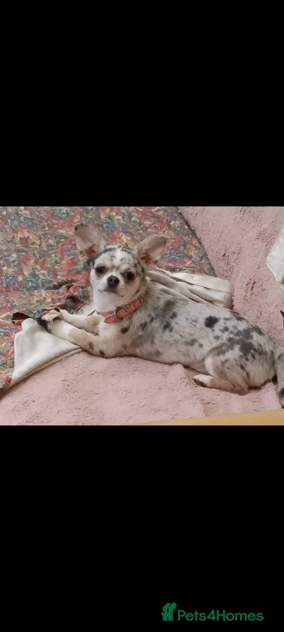 Chihuahua dogs for sale: Tiny Chihuahua puppies - Image 6