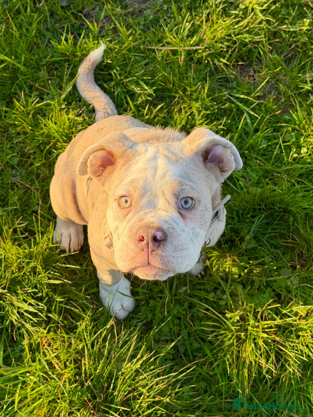 Olde English Bulldogge dogs for sale: 7 month old Olde English Bulldoge - Advert 2