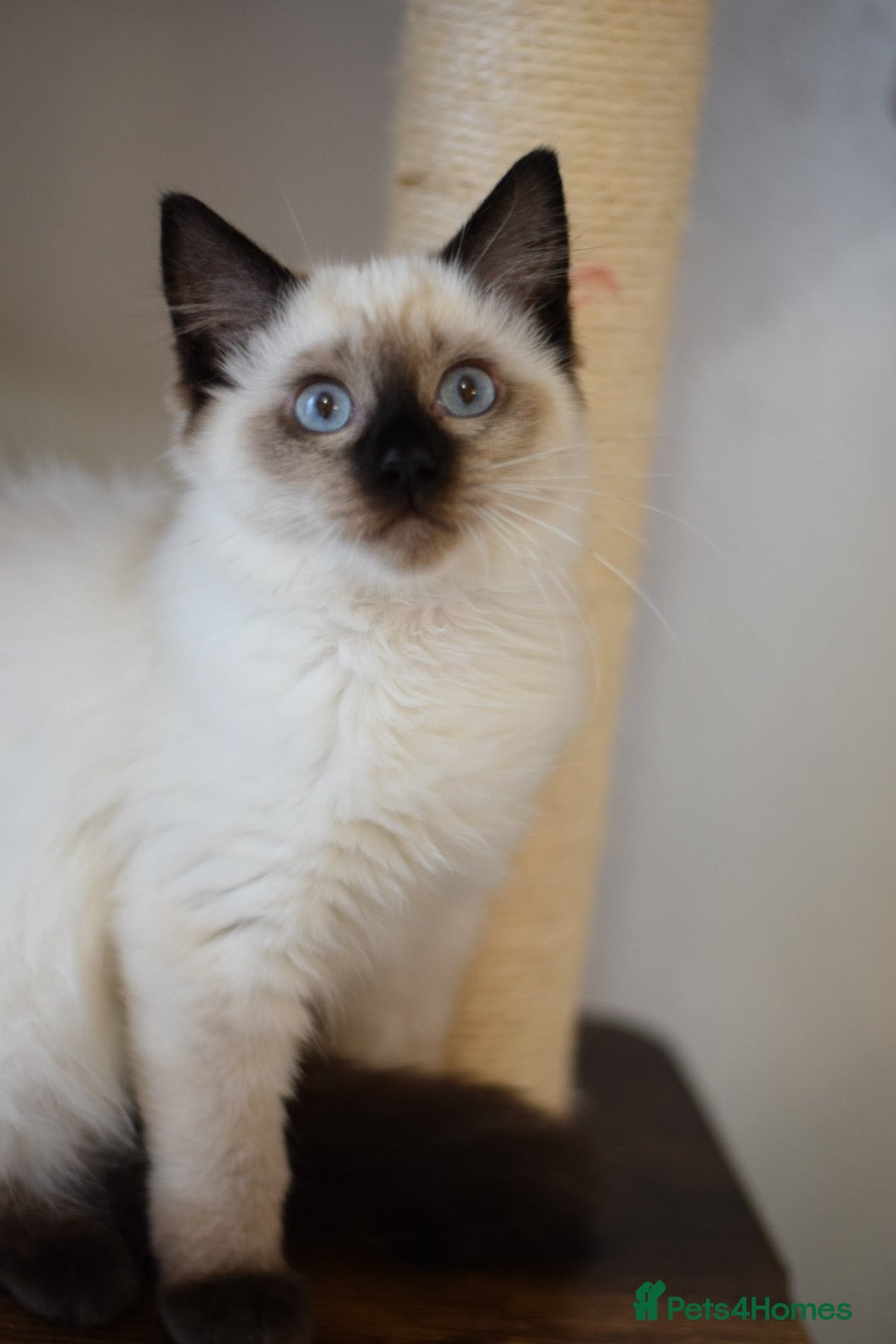 Ragdoll cats for sale: Ragdoll Crystal chocolate point female  - Image 2