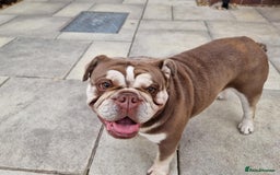 English Bulldog dogs for sale: 3 Year old Beautiful Chocolate and Tan Female - Image 7