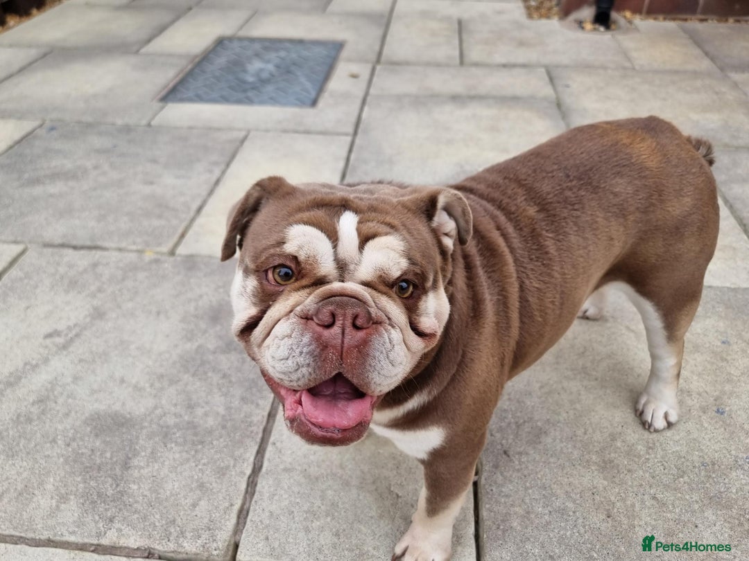 English Bulldog dogs for sale: 3 Year old Beautiful Chocolate and Tan Female - Image 7