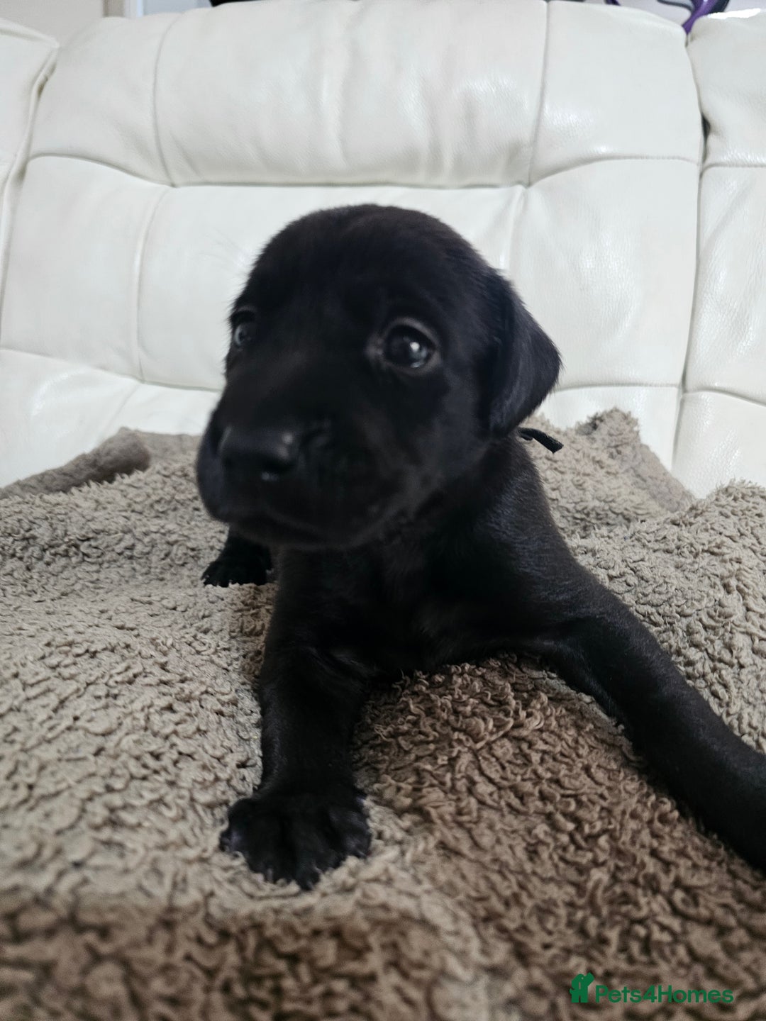 Labrador Retriever dogs for sale: KC registered outstanding labdrador puppies  - Image 36
