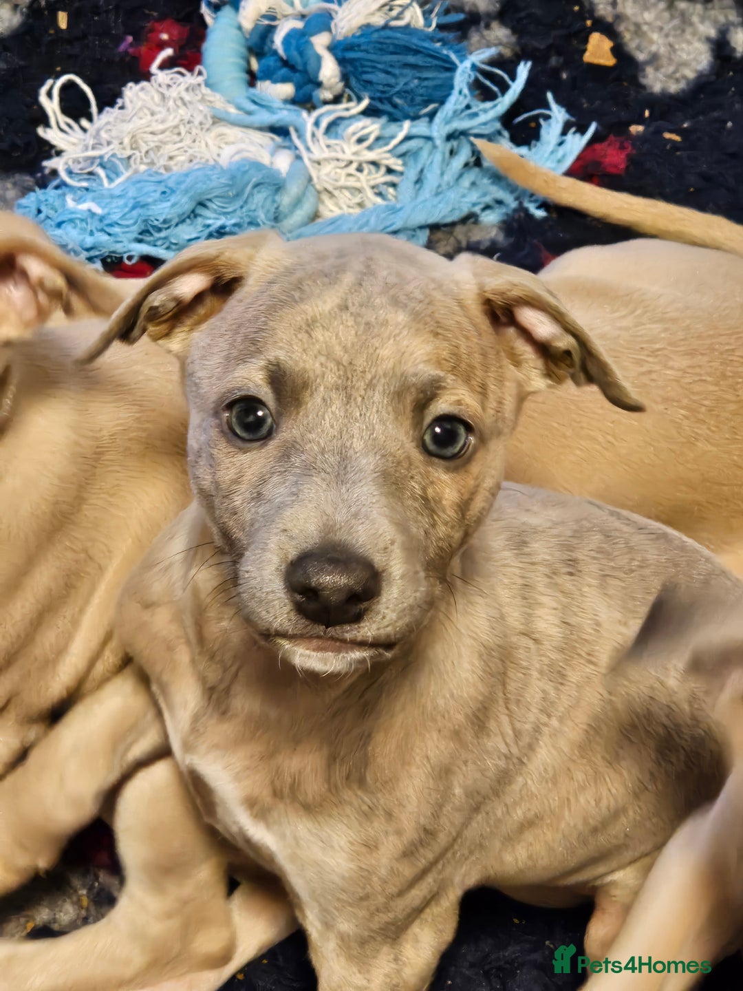 Whippet dogs for sale: ✨🐾 Gorgeous KC Registered Whippet puppies  🐾✨  - Advert 40