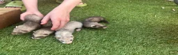 Ferret rodents for sale: Baby Ferrets  - Advert 10