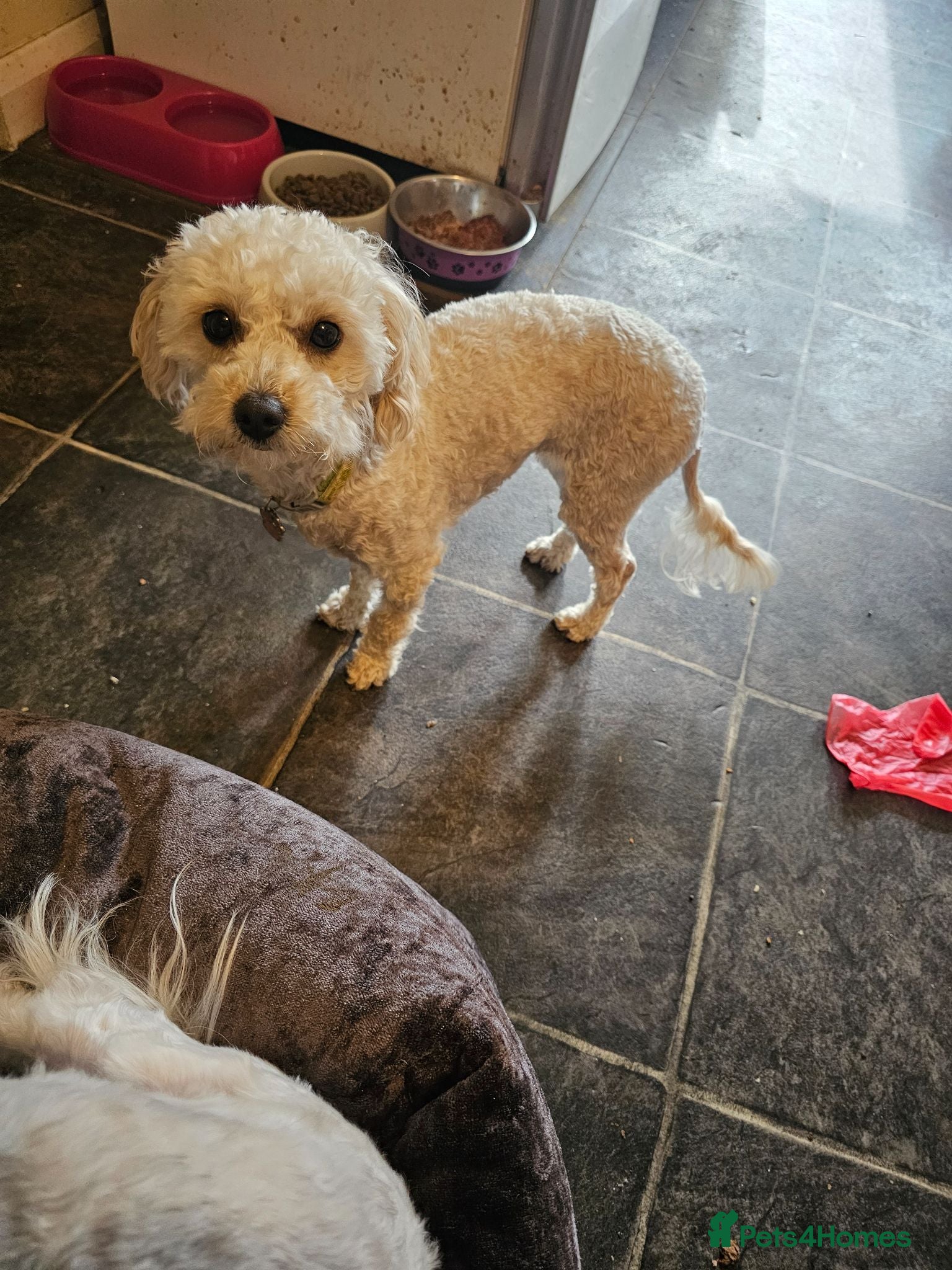 Mixed Breed dogs 1 lovely boy left!! - Advert 6