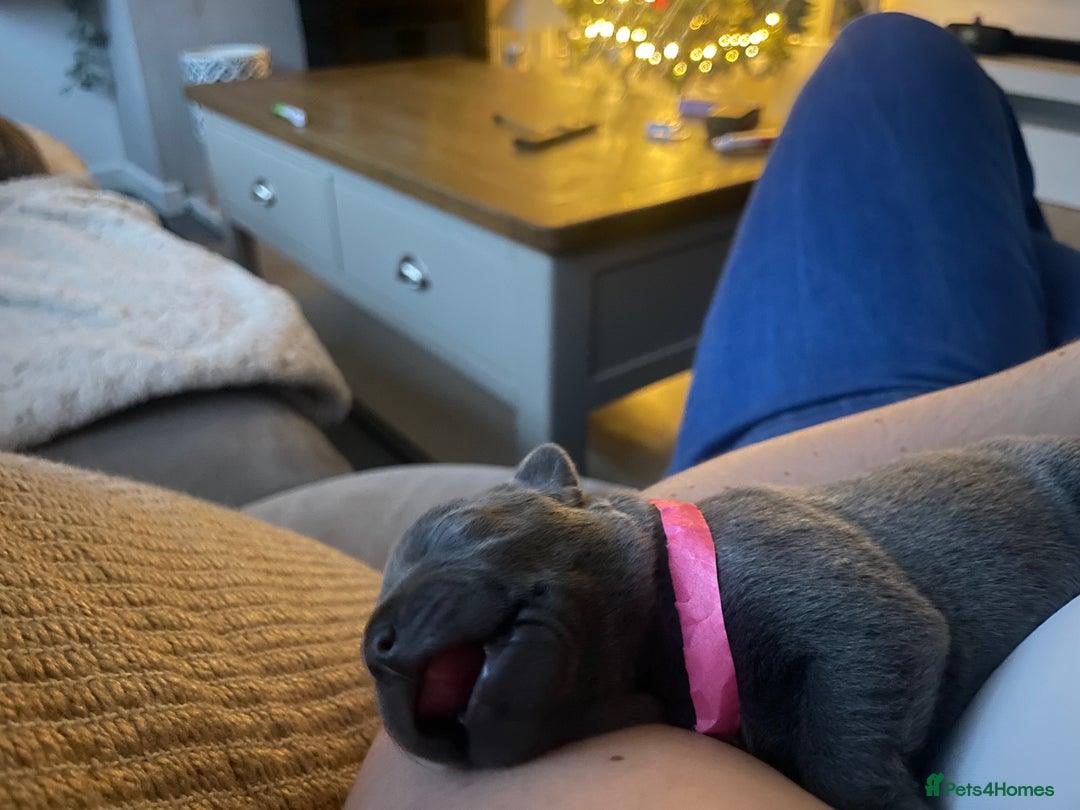 Staffordshire Bull Terrier dogs for sale: 6 blue Staffordshire bullterrier puppies for sale  - Advert 9