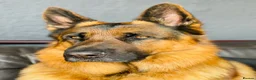 German Shepherd dogs for stud: Zen is 6 years old and has a bloodline of champs - Advert 3