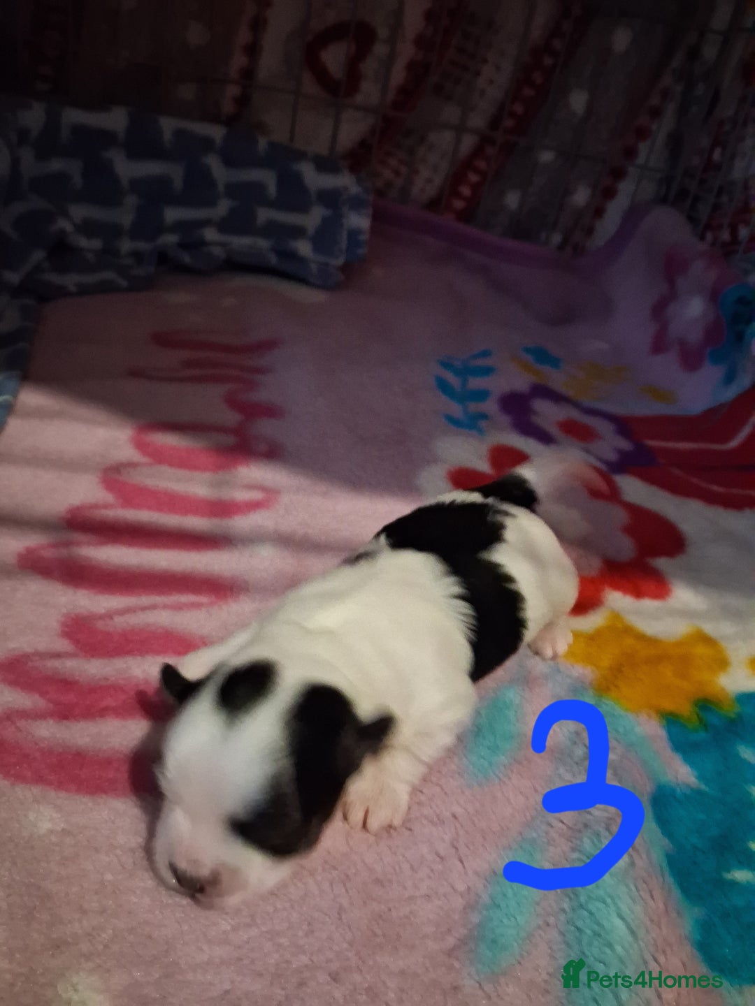 Mixed Breed dogs for sale: Beautiful Maltipoo Puppies 💙 - Image 8