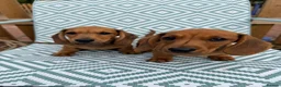 Miniature Dachshund dogs for sale: 5 Mini Smooth & 1 Mini Long Haired Dachshunds - Advert 6