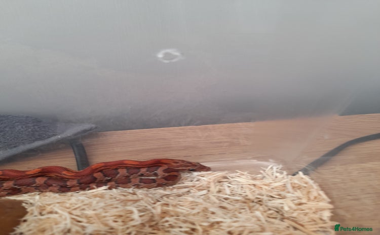 Corn Snake reptiles - Advert 3