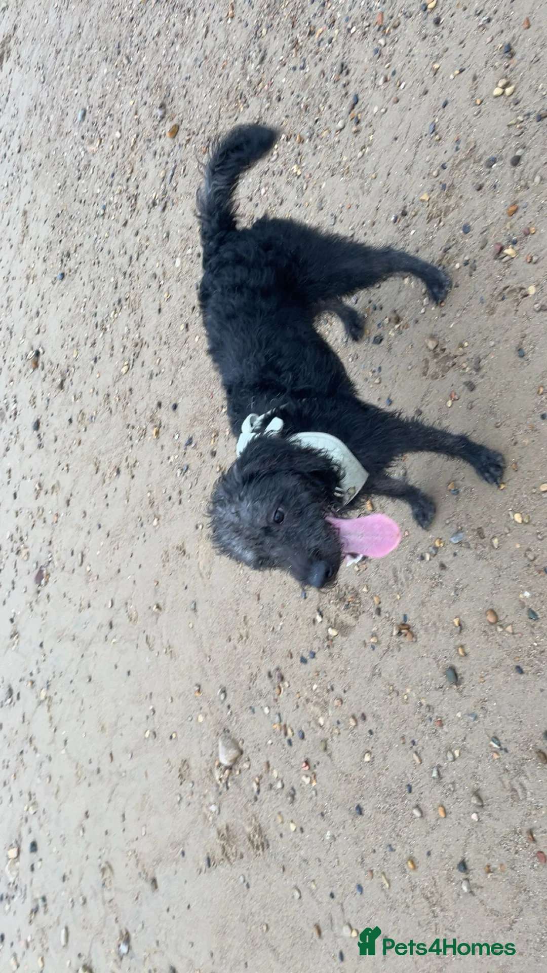 Mixed Breed dogs for sale: 8 month old working dog  - Advert 1