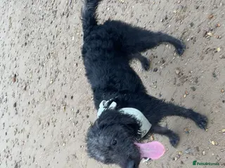 Mixed Breed dogs 8 month old working dog - Advert 5