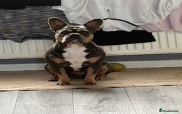 French Bulldog dogs for sale: French bulldog  - Image 3