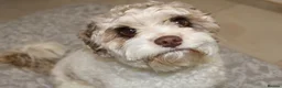 Cavapoo dogs for stud: Stunning Chocolate Parti Cavapoo Stud - Advert 2