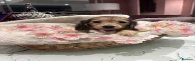 Dachshund 4