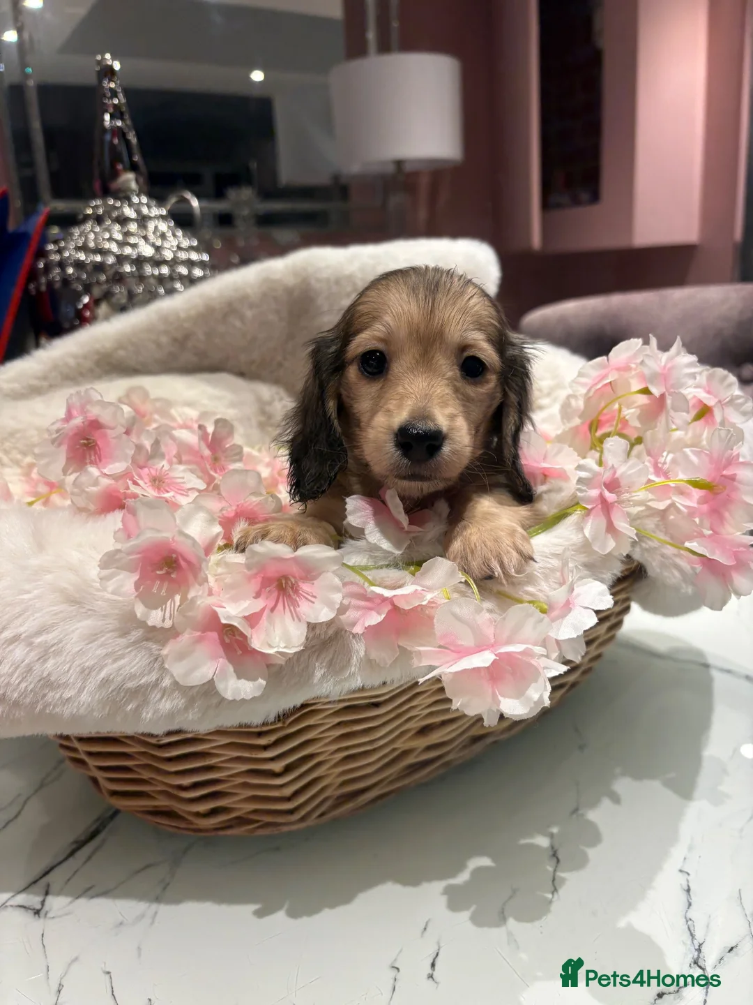 Dachshund dogs for sale: Beautiful miniature dachshunds - Advert 5